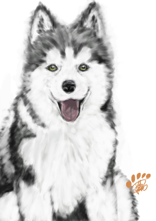 哈士奇 husky