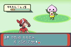 ももたん　がとびだしてきた！