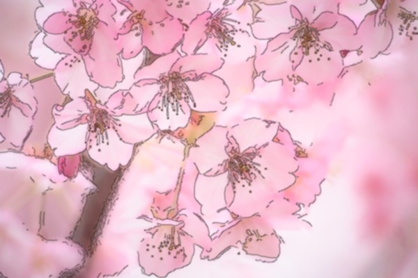 桜