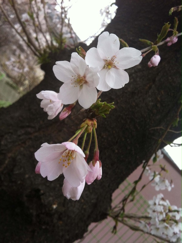 【写真素材】 さくら
