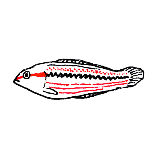 ベラ
