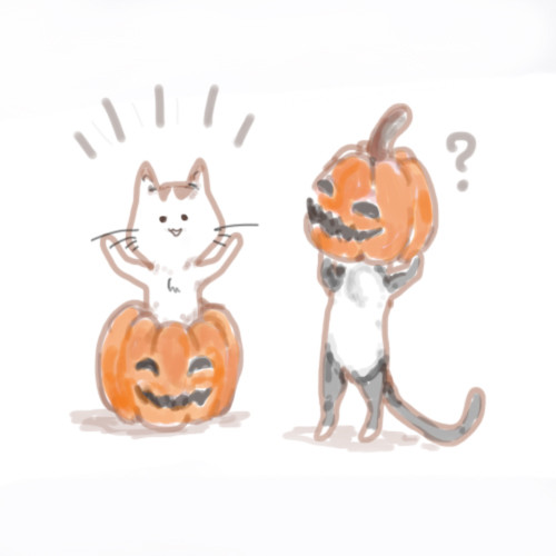 Punpkin Cat