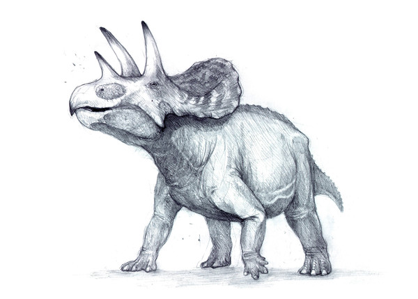 Triceratops Grayscale
