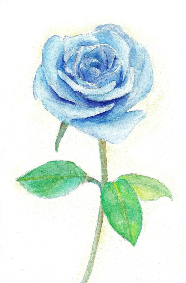 青い薔薇