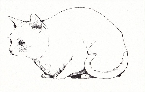 猫