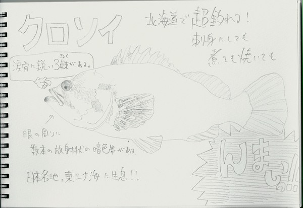 お魚スケッチNo.2 クロソイ