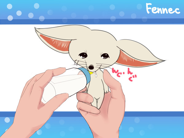 フェネック