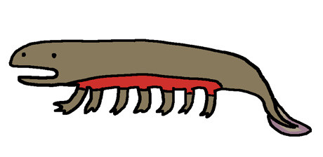 アカハライモリ