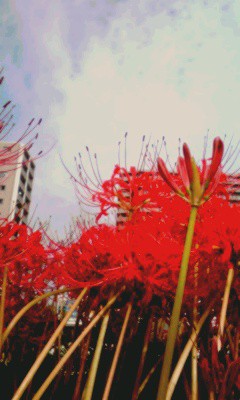 彼岸花