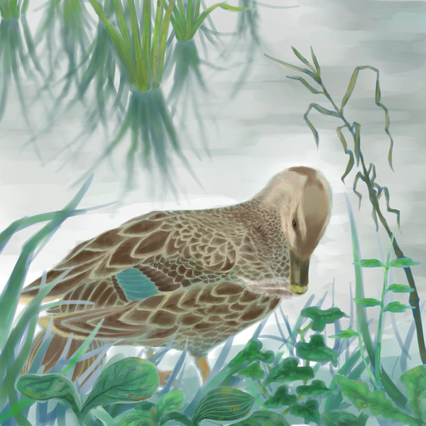 カルガモ