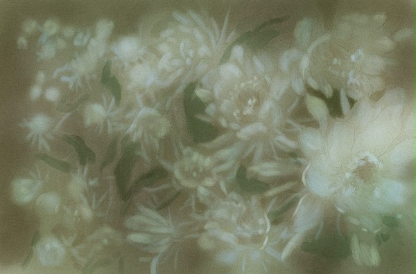 月之花