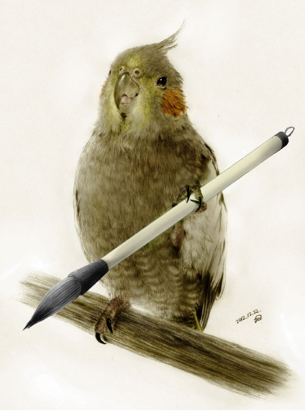 オカメインコ　鉛筆画（ノーマル♀）色付き
