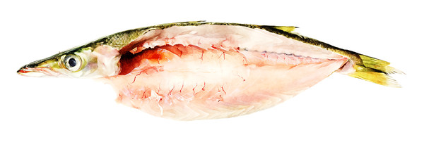 お魚まとめ１