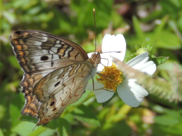 butterfly and the flower