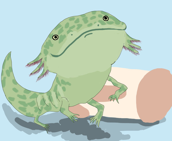 ウーパールーパー　イラスト