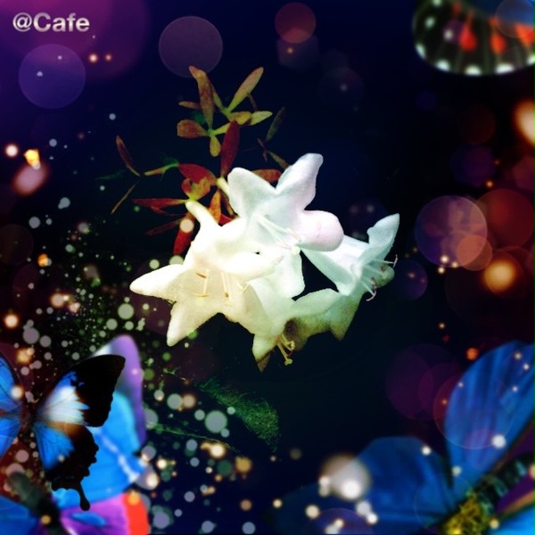 White Flower