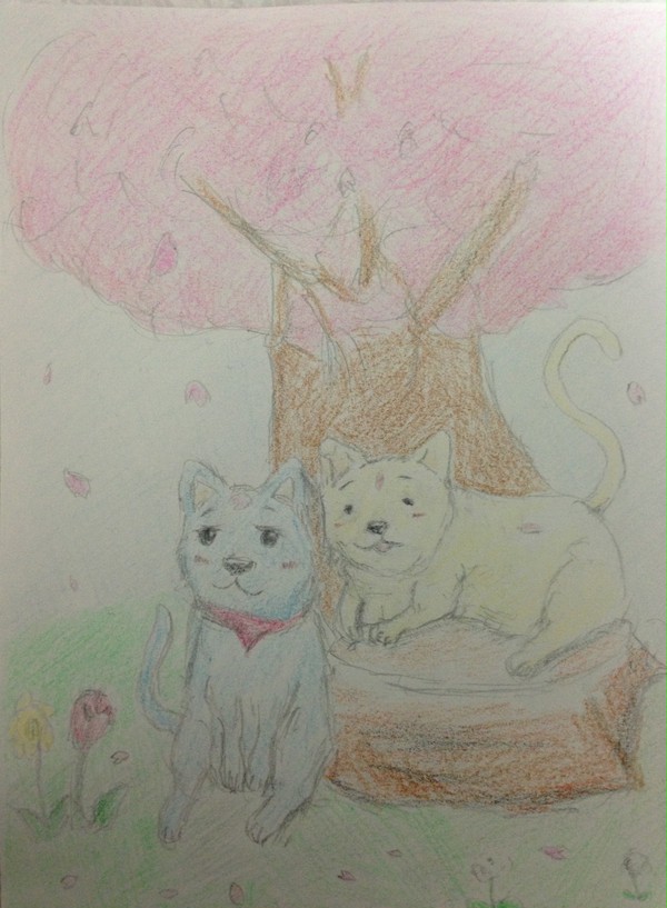 桜の下でうたた寝する猫