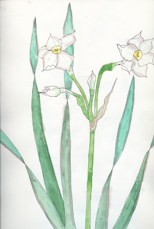 手書きで水仙