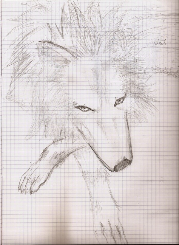 wolfy