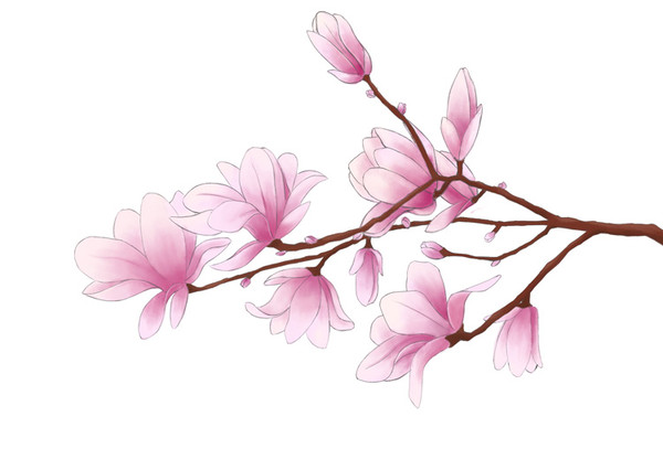 玉兰