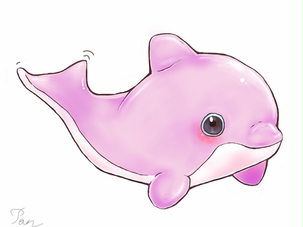baby dolphin