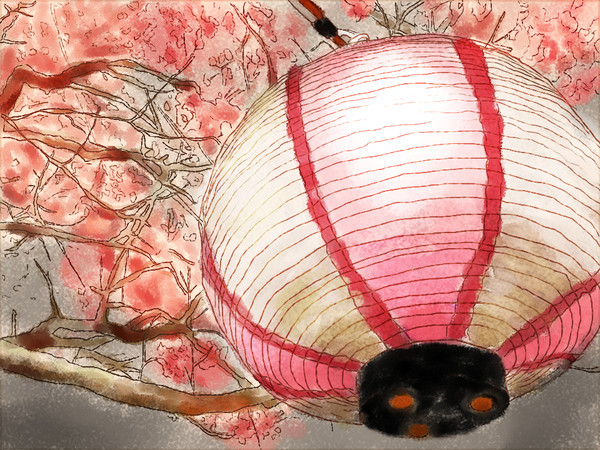 夜桜見てきました～(｡･ω･｡)