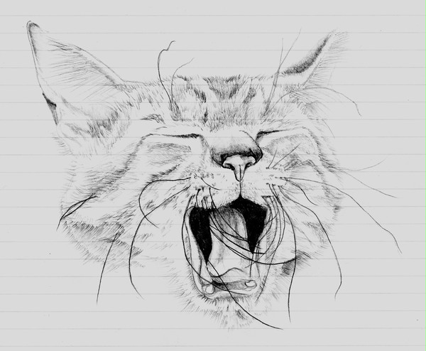 猫　あくび
