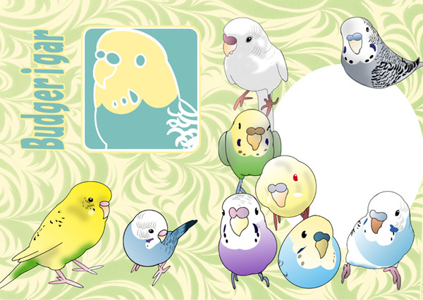 A4クリアファイル/セキセイインコ