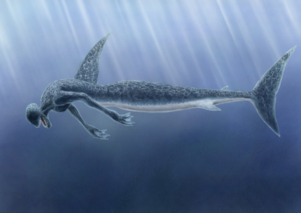 Shark Mermaid