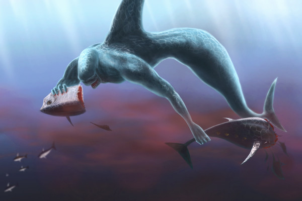 Shark Mermaid