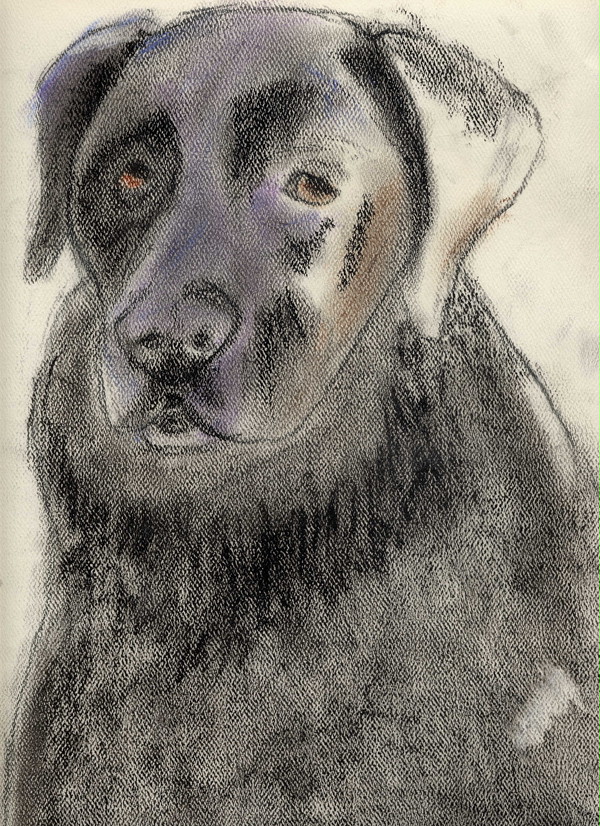 黒い犬 (A Black Dog)