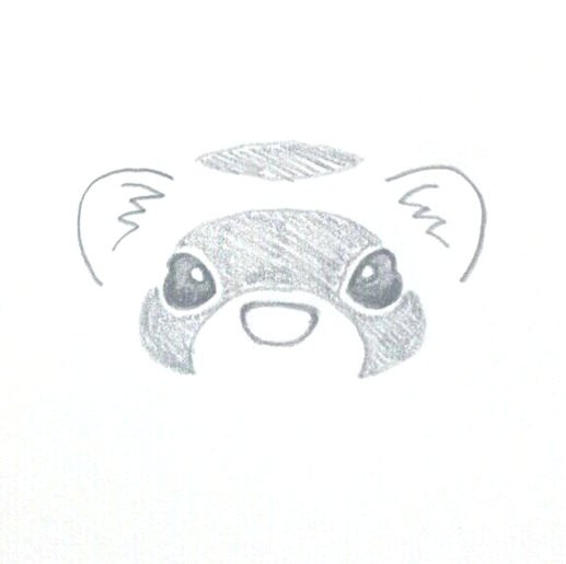フェレット