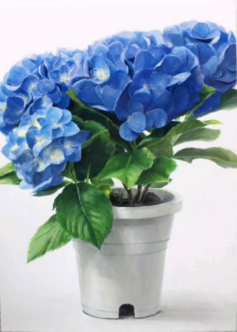 紫陽花