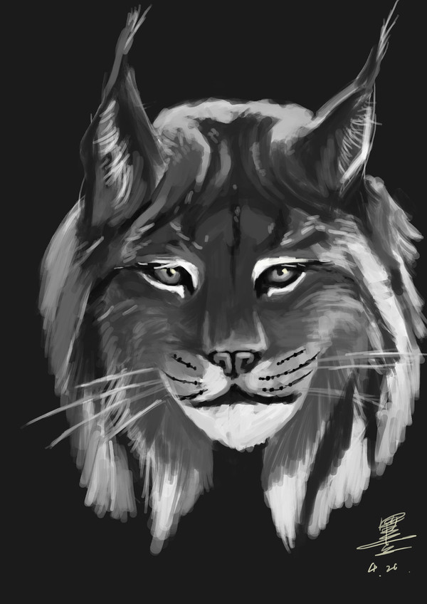 猞猁