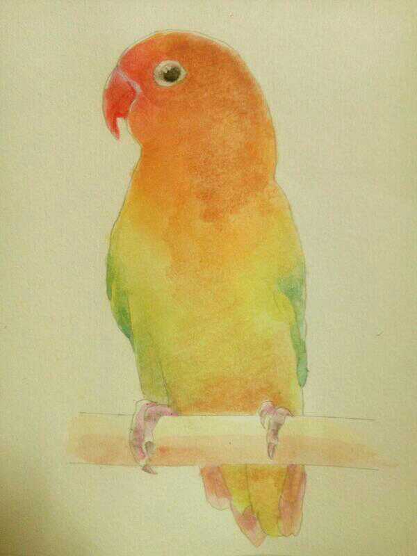 ボタンインコ