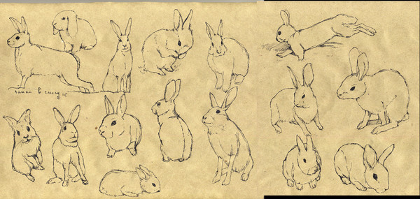 Hare