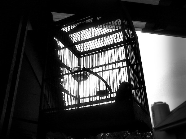 Cage