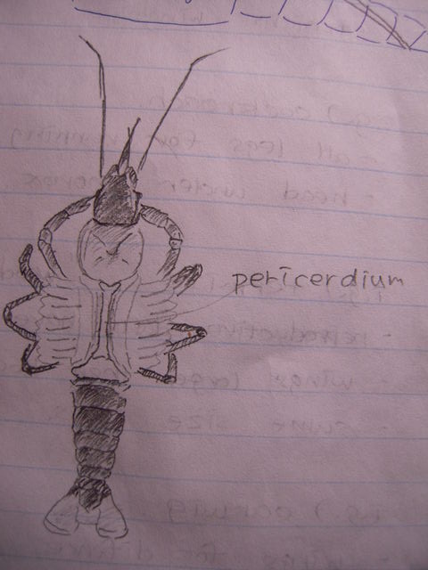 Dissection of Crayfish