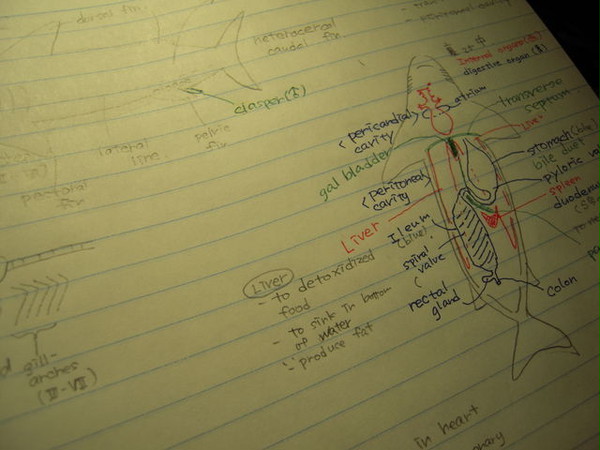internal organs @shark