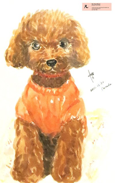 トイブードル　toy poodle