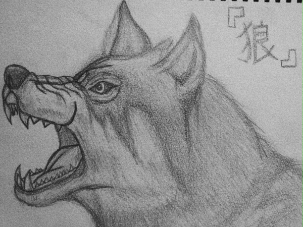 狼