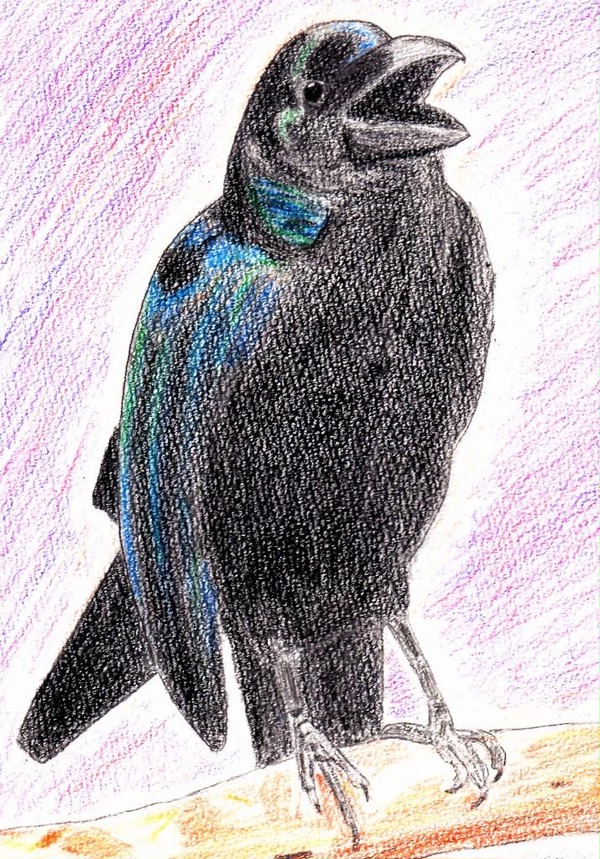 カラス様