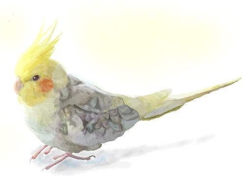 オカメインコ