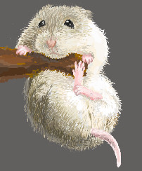 はむこ