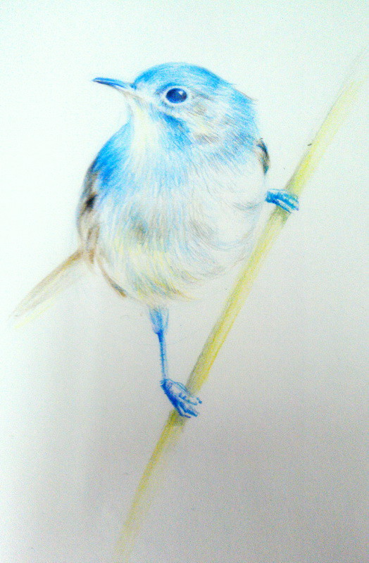 鸟