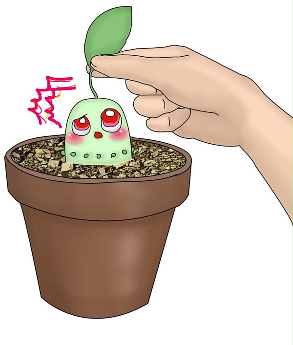 チコリータ発見