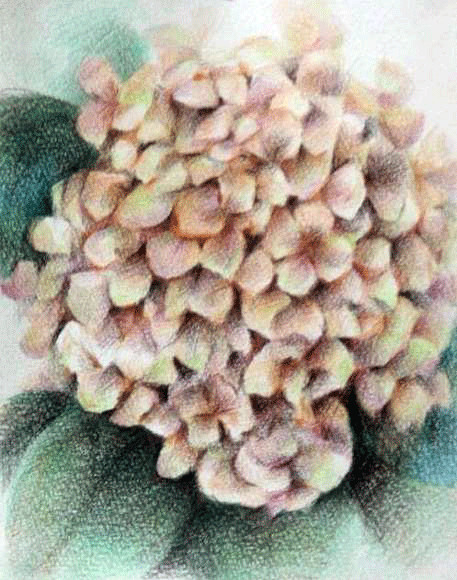 紫陽花