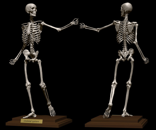 Skeletal system