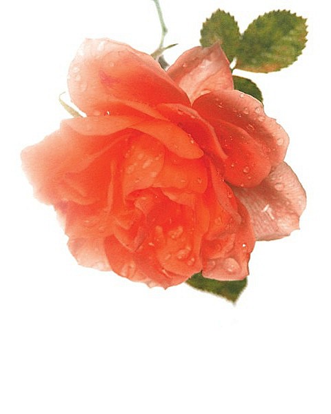 【小説用背景】薔薇詰め合わせ