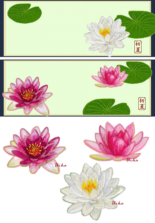 睡蓮 （ すいれん ）